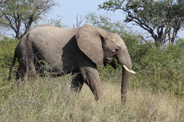 Afrikanischer Elefant / African elephant / Loxodonta africana