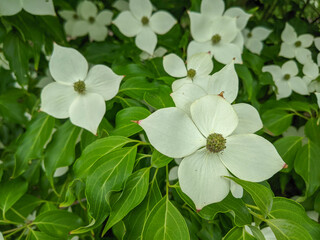 flowers in the garden