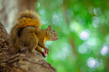 Wild Squirrel Eating