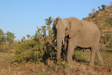 Afrikanischer Elefant / African elephant / Loxodonta africana