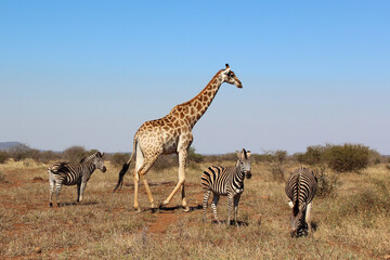 Giraffe und Steppenzebra / Giraffe and Burchell's zebra / Giraffa Camelopardalis et Equus burchellii