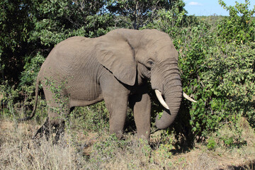 Fototapeta premium Afrikanischer Elefant / African elephant / Loxodonta africana