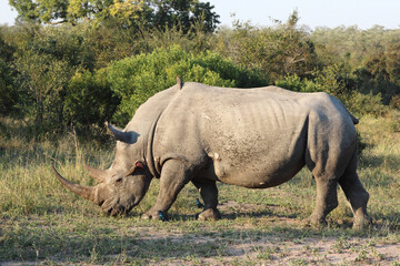 Breitmaulnashorn und Rotschnabel-Madenhacker / Square-lipped rhinoceros and Red-billed oxpecker /...