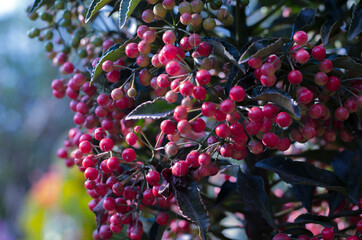 Red Berries Tree