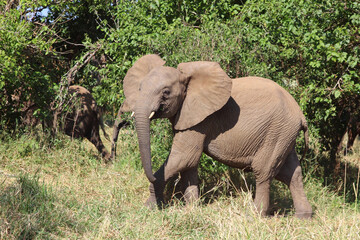 Afrikanischer Elefant / African elephant / Loxodonta africana...