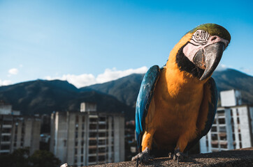 Guacamaya 212 © RalEnrique