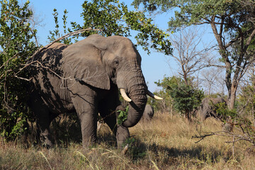 Afrikanischer Elefant / African elephant / Loxodonta africana