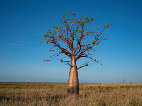 Young boab tree horizontal