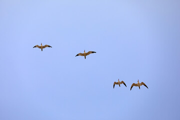 Birds flying in the sky, North China
