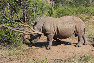 Fototapeta premium Breitmaulnashorn / Square-lipped rhinoceros / Ceratotherium Simum