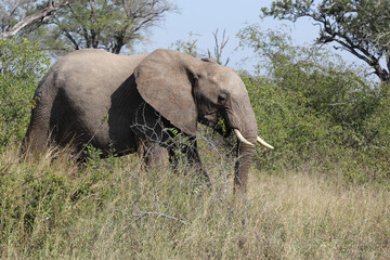 Fototapeta premium Afrikanischer Elefant / African elephant / Loxodonta africana