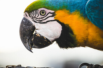 Guacamaya 212 © RalEnrique