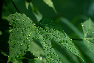 Water on leave background, Green leaf nature