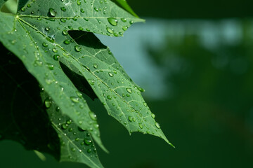 Water on leave background, Green leaf nature