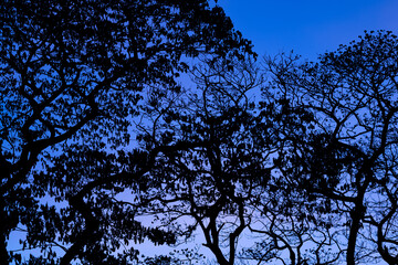 Silhouette trees with beautiful sky background, forest