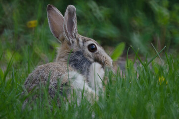 Naklejka na ściany i meble A rabbit in the tall grass scratching its face with its hind leg.