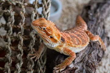 closeup bearded dragon on ground with blur background
