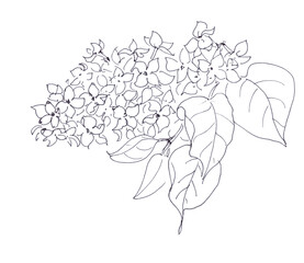 Branch of blooming lilac, graphic black and white drawing on a white background