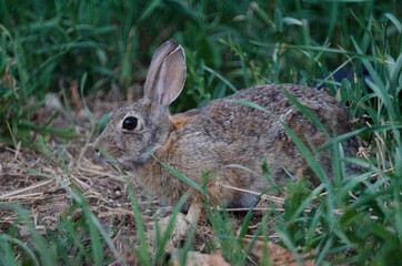 Naklejka na ściany i meble A rabbit hiding in the tall grass.