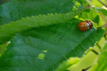 ladybirds mating on leaf