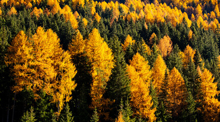 Landscape of pine forest summer.