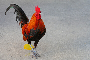 A rooster chicken crossing the road in Key West, Florida