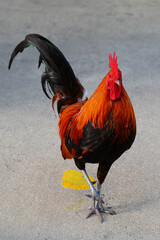 A rooster chicken crossing the road in Key West, Florida