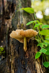 Hongo - Jujuy - Argentina