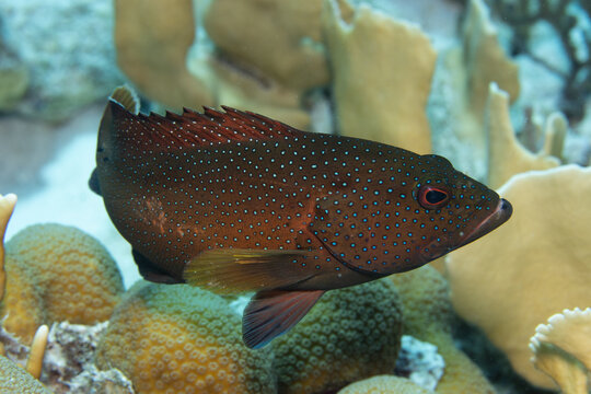 Coney on Caribbean Coral Reef