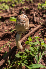 Hongo - Jujuy - Argentina