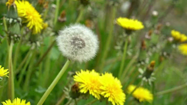 Increasing wind blowing at one single dandelion with seeds in between yellow dandelions - Static close-up