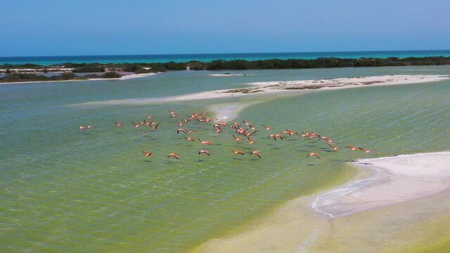 pink flamingos flying across salt lake surface with Caribbean Sea on the background , Las Coloradas, rio lagartos lagoon mexico