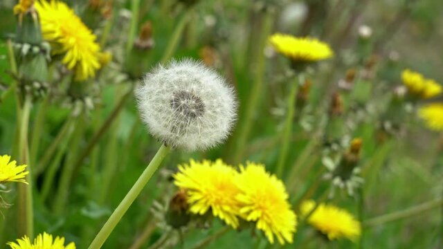 Dandelion with seeds swaying in the wind in wild meadow - Static closeup