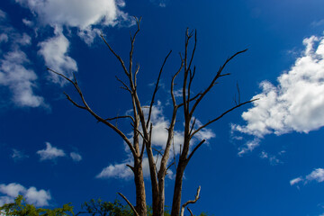 dead tree