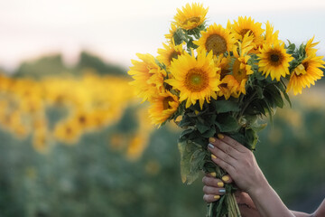 Sunflower flowers in women's hands. A bouquet of yellow summer flowers. Close-up. copy space