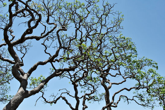Arvores do Cerrado Brasileiro, Milho Verde, Serro, Minas Gerais