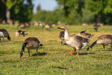 A white-gray goose with orange beak grazes on the meadow. 
