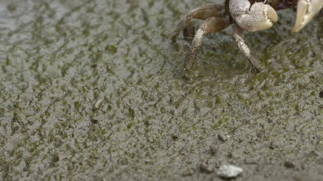 Sesarmid marsh crab crawling across mud flats. 