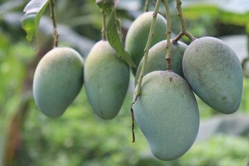 green raw mango on tree in the firm