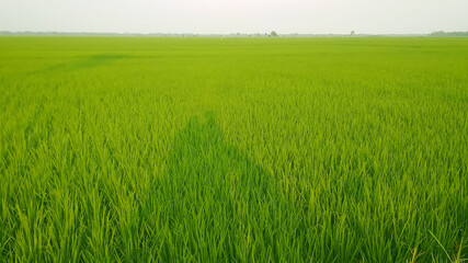 Obraz na płótnie Canvas the view of the young green rice plant is very beautiful and refreshing