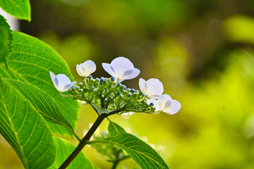 ガクアジサイの花のクローズアップ