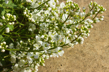 Fototapeta premium wild medicinal flower yarrow on white background