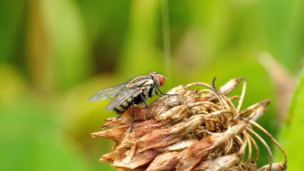 Fly on a dead clover flower in a field in Cotacachi, Ecuador