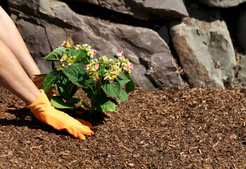 Gloved hands planting a new hydrangea shrub in flowerbed with rock retaining wall in background