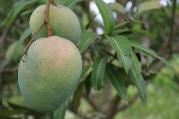green raw mango on tree in the firm