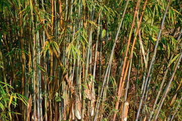 Thin variety of bamboo of himalaya mountain .