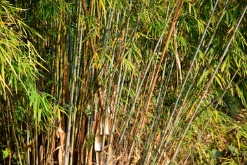 Thin variety of bamboo of himalaya mountain .