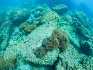 Naklejka na ściany i meble family Clownfish in coral underwater 