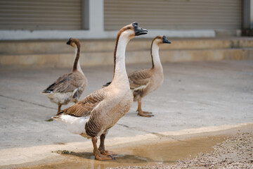 Greylag goose standing on the concrete with watery.