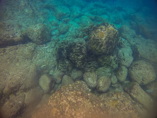 A group of fish under the sea on the shore 